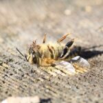 6 ting du skal vide om opvarmning af drivhuse