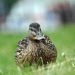 Krydsord for begyndere: Sådan kommer du godt i gang