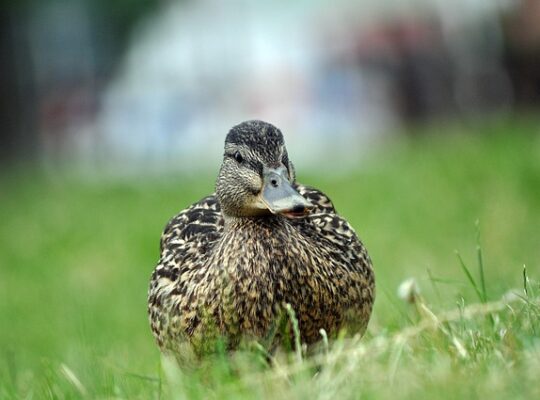 Krydsord for begyndere: Sådan kommer du godt i gang