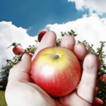 Guide: Hvordan du vælger den perfekte æblesort