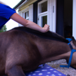 Sådan skaber man den bedste massageoplevelse til heste